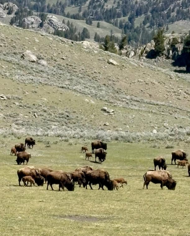 A bison herd with calves grazing in a green valley